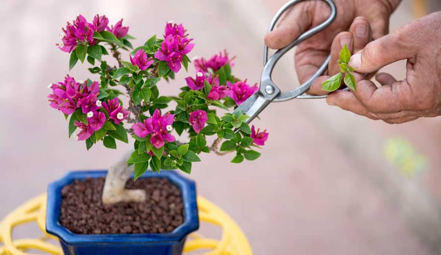 Tạo hình bonsai cây hoa giấy phát triển tốt