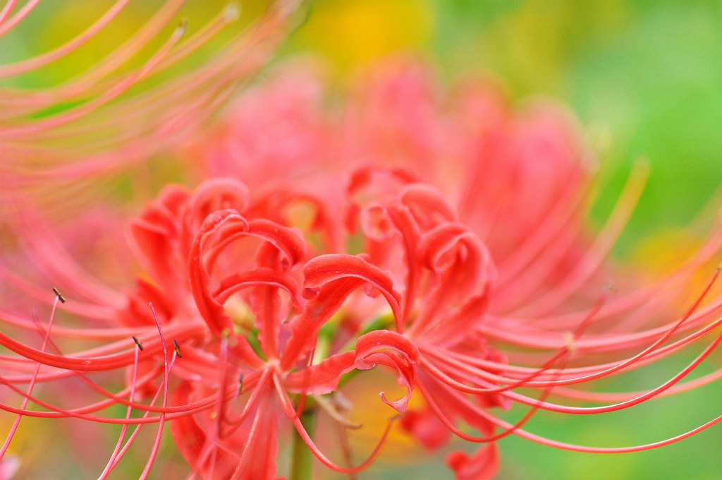 Hoa bỉ ngạn có kích thước tương đối nhỏ, màu đỏ tươi. Cánh hoa hình sợi, cuộn cong, rộng khoảng 1 cm và nhiều nhị hoa dài, uốn cong rất đẹp.