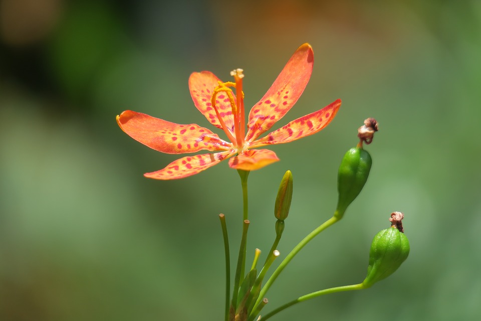 với hình dáng hoa đẹp, cuốn hút cây rẻ quạt được trồng như một loại cây cảnh ở sân vườn, công viên