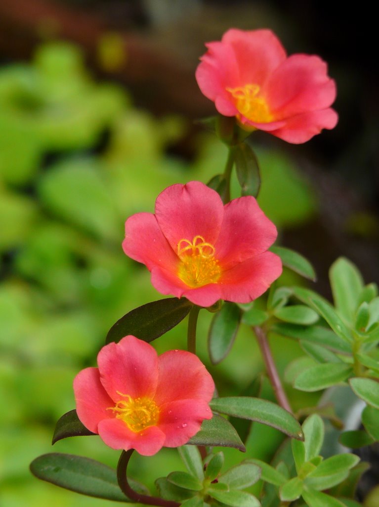 Những điều cần biết về hoa sam Portulaca oleracea