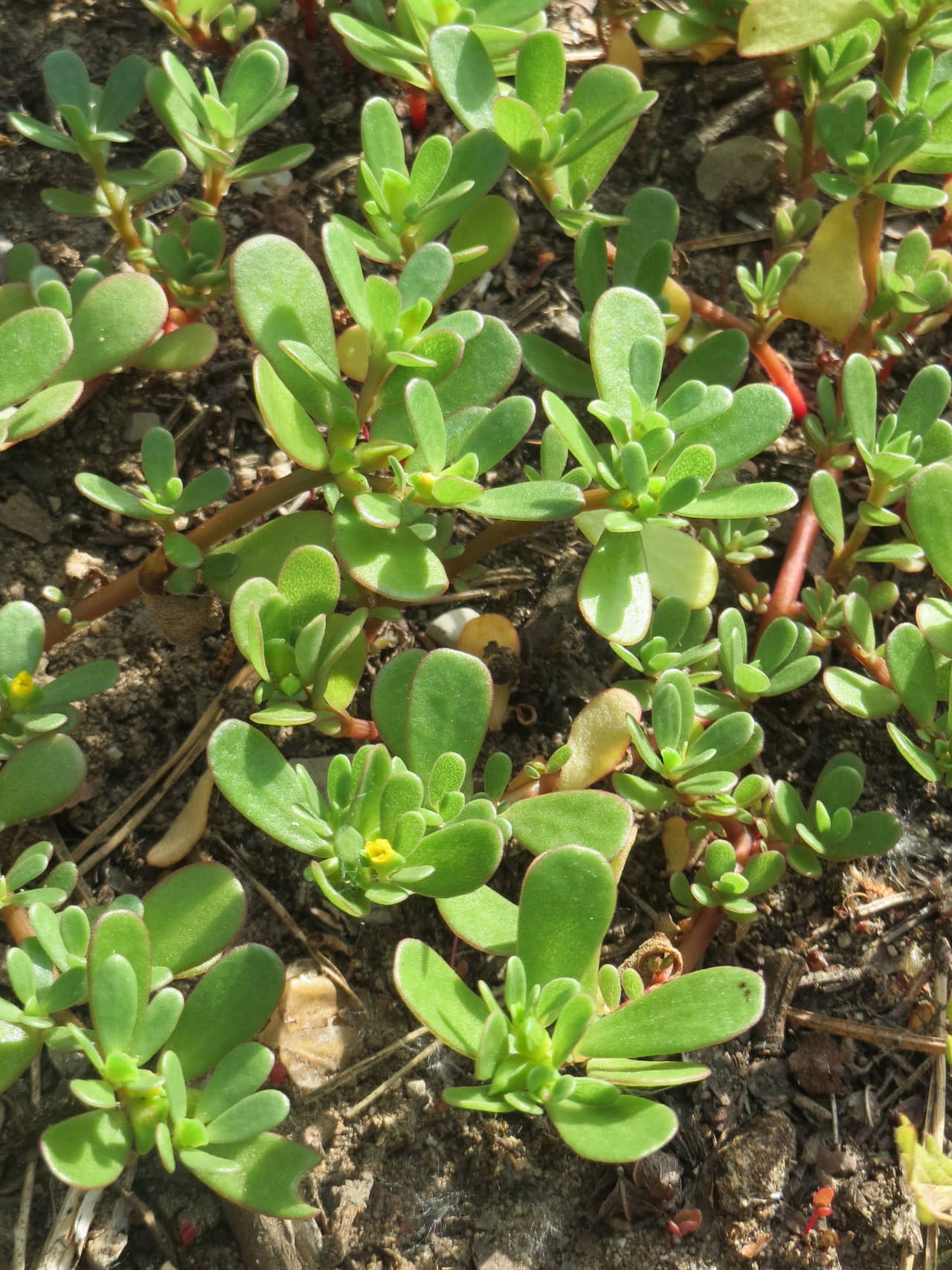 Những điều cần biết về hoa sam Portulaca oleracea