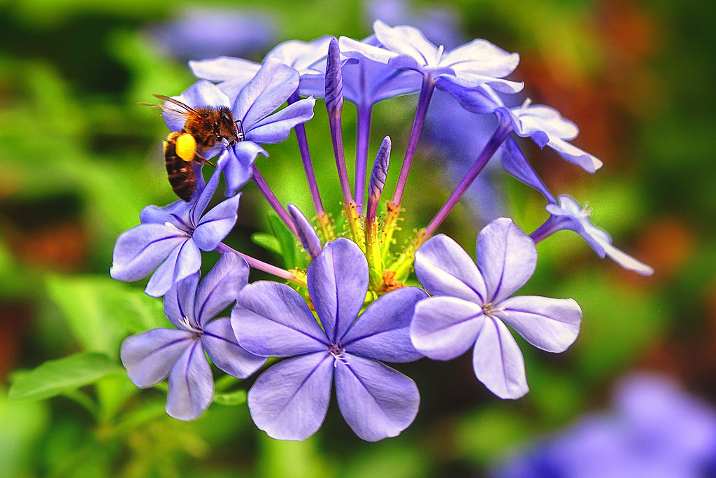 Tìm hiểu nguồn gốc đặc điểm hoa thanh xà Plumbago auriculata