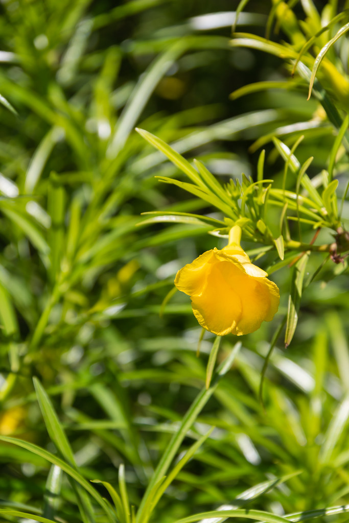 Tìm hiểu nguồn gốc và đặc điểm hoa thông thiên Cascabela thevetia