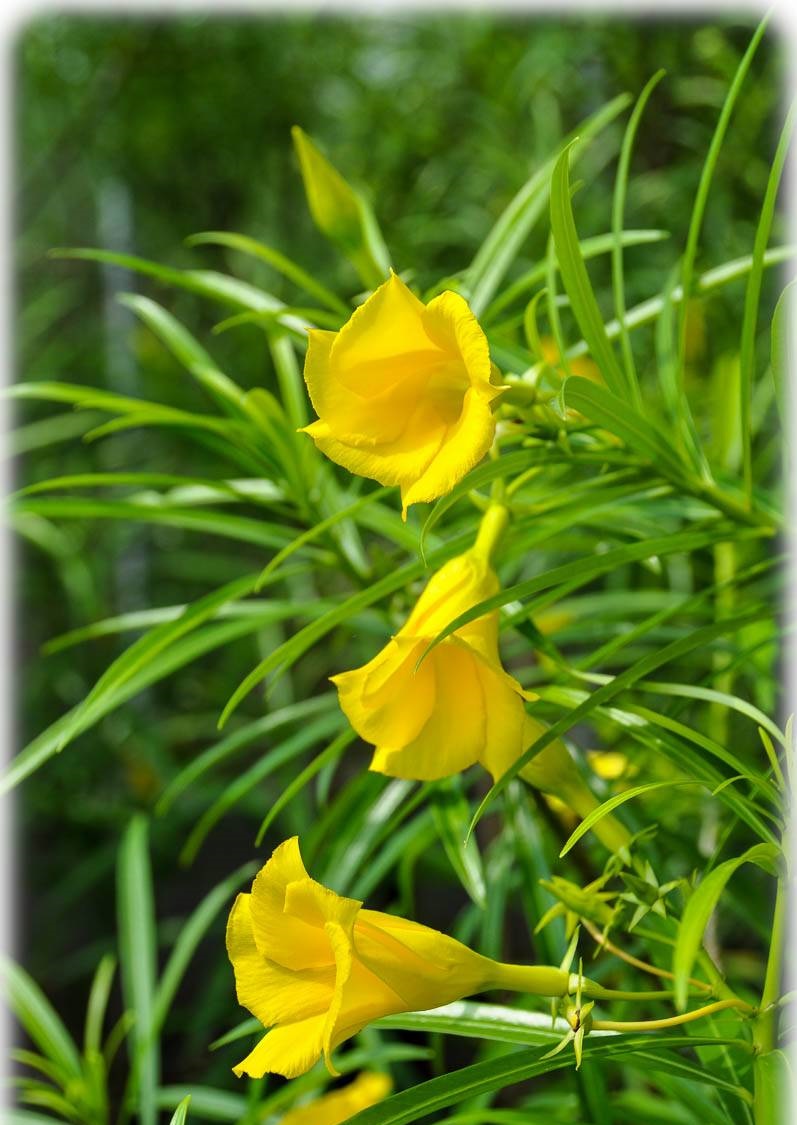 Yellow oleander ( Cascabela thevetia)