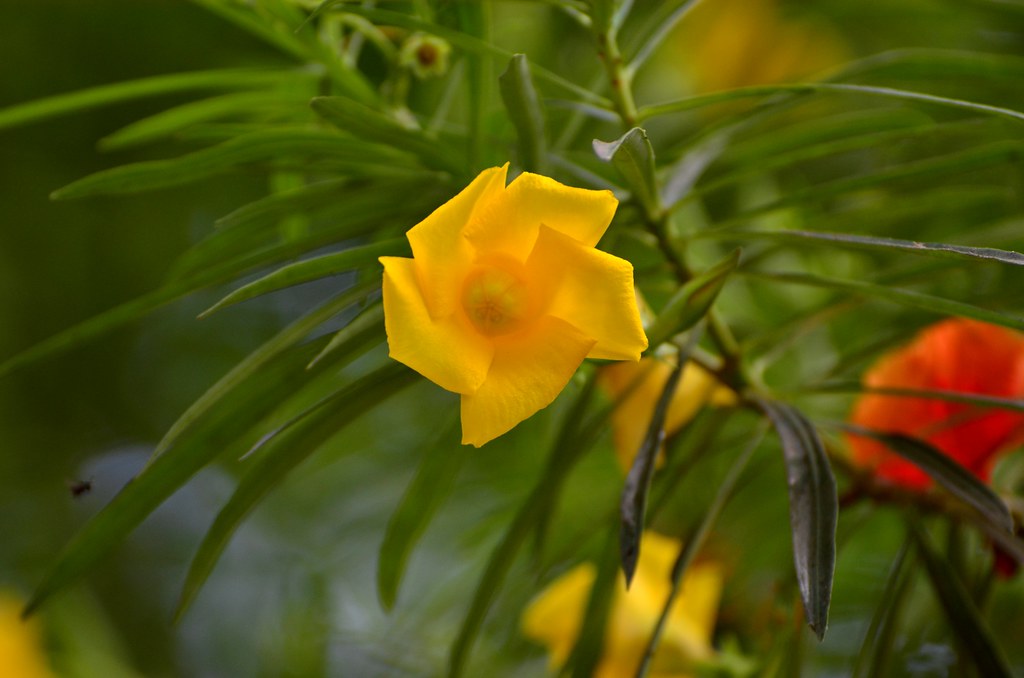 Tìm hiểu nguồn gốc và đặc điểm hoa thông thiên Cascabela thevetia