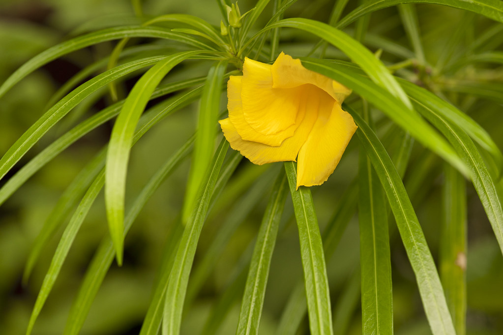 Ngẩn ngơ trước vẻ đẹp Trúc đào hoa vàng Cascabela thevetia đẹp rực rỡ trên nền xanh mát
