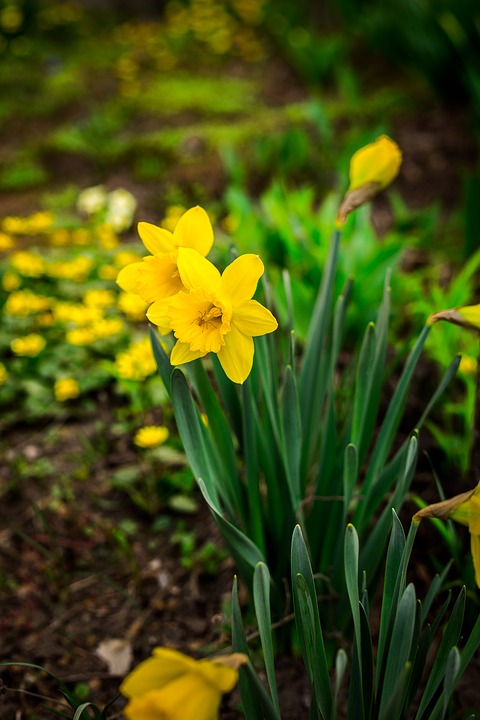 Tìm hiểu nguồn gốc đặc điểm hoa thủy tiên Narcissus