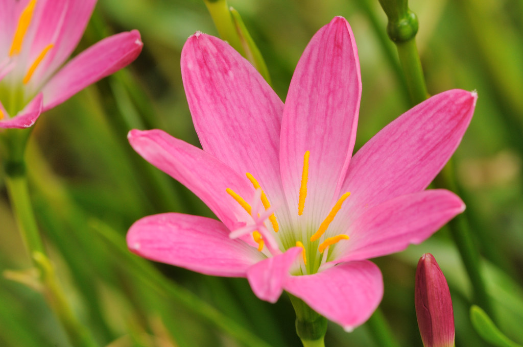 Pink Rain Lily Flower 