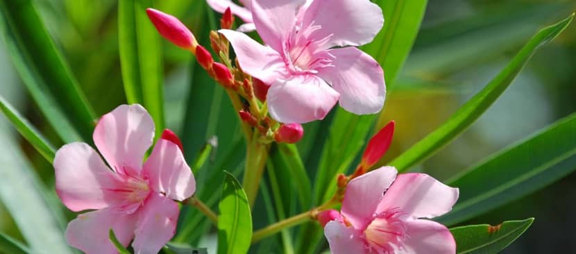 Nguồn gốc đặc điểm hoa trúc đào Nerium oleander bừng nở góc trời