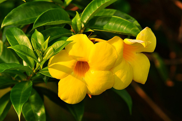 Hoa hình chuông màu vàng rực rỡ, nổi bật trên nền lá xanh bóng đầy sức sống đem đến cho không gian cây xuất hiện một vẻ đẹp tươi vui, đầy quyến rũ