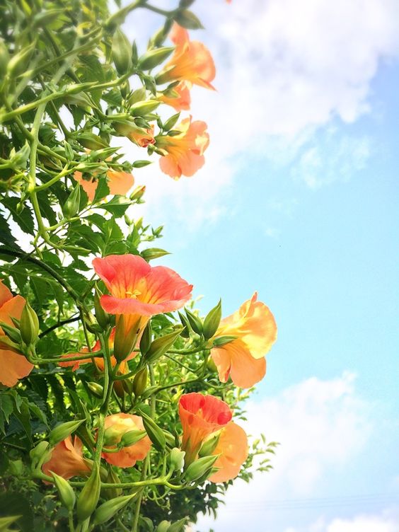 Hoa đăng tiêu - Hoa leo sắc cam tô điểm không gian rực rỡ