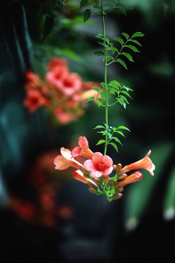 Hoa đăng tiêu - Hoa leo sắc cam tô điểm không gian rực rỡ