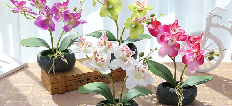 Chon màu sắc Hoa lan hợp Mệnh mang may mắn đến cuộc sống