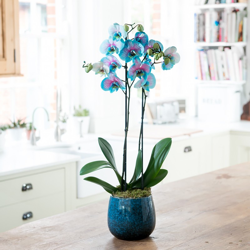 Hoa lan màu xanh mang may mắn cho mệnh thủy
