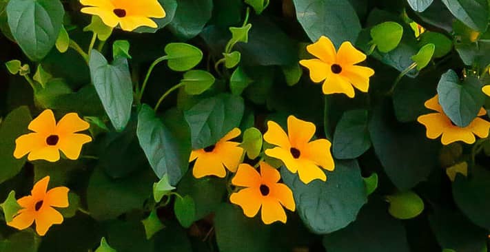 Hoa mắt huyền nhụy đen tô điểm ban công đẹp ấn tượng