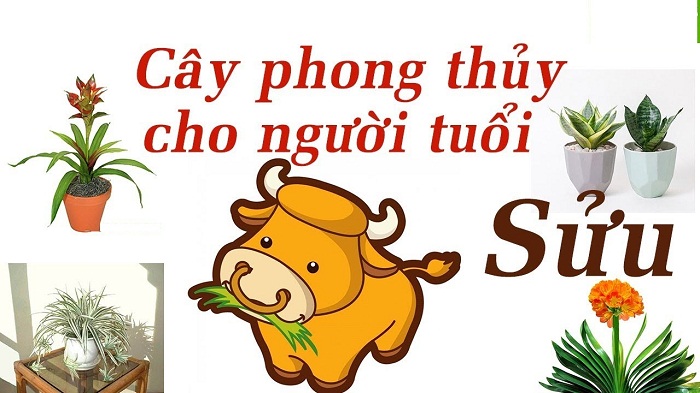 Chọn hoa phong thủy hợp tuổi sửu giúp gia tăng tài lộc