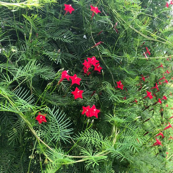 Hoa tóc tiên hoa leo sắc đỏ rực rỡ
