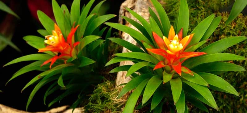 Tiết lộ ý nghĩa phong thủy cây Phong lộc hoa ít ai biết