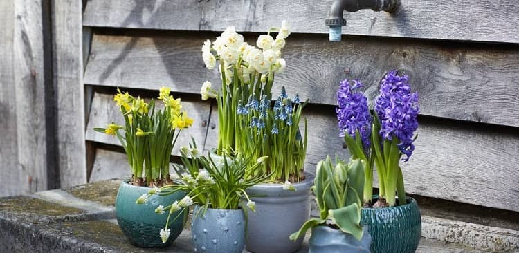 Vị trí bày hoa Thủy tiên hợp phong thủy rước tài lộc may mắn