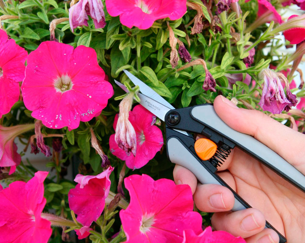 Mẹo hay cắt tỉa hoa dạ yến thảo giúp cây khỏe mạnh nở lâu hơn