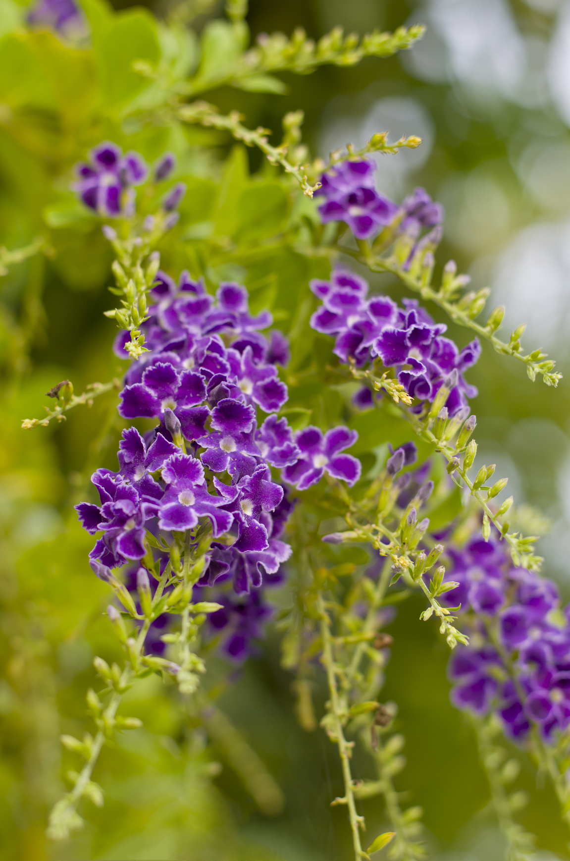 Tìm hiểu nguồn gốc đặc điểm hoa chuỗi ngọc Duranta erecta