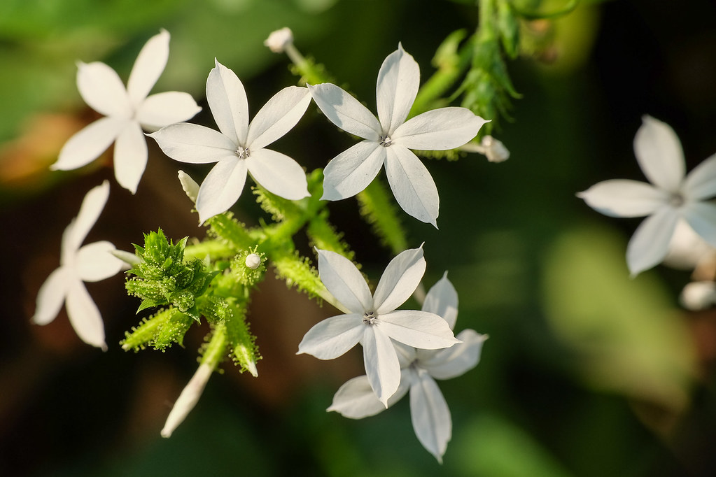 Tìm hiểu nguồn gốc và đặc điểm Hoa bạch xà Plumbago zeylanica