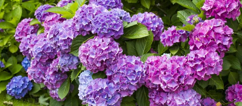 Những điều cần biết về hoa cẩm tú cầu Hydrangea macrophylla
