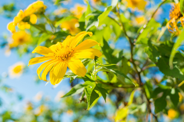 Một số điều cần biết về hoa dã quỳ Tithonia diversifolia