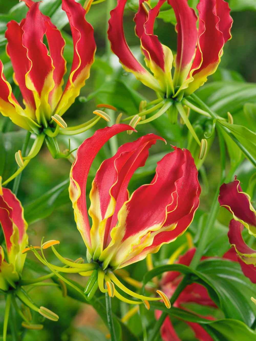 Khám phá nguồn gốc và đặc điểm hoa ly lửa gloriosa lily