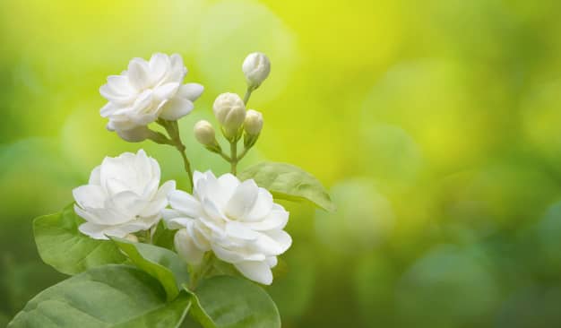 Tìm hiểu nguồn gốc đặc điểm hoa nhài Jasminum