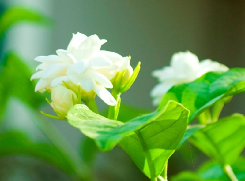 Tìm hiểu nguồn gốc đặc điểm hoa nhài Jasminum