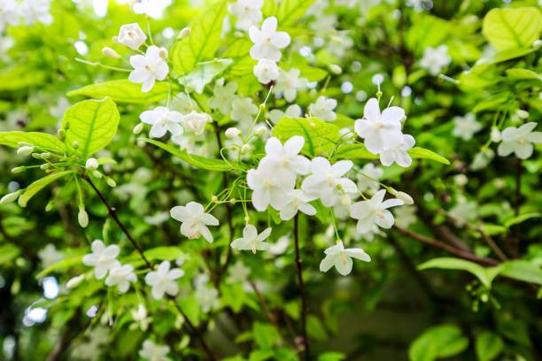 Tìm hiếu về Hoa mai chiếu thủy (Water jasmine) Wrightia religiosa