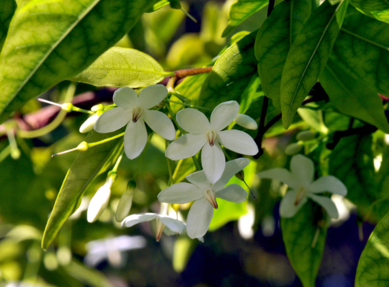 Hoa có màu trắng mọc trên một cọng dài kết thành chùm, có mùi thơm. Hoa có 5 cánh