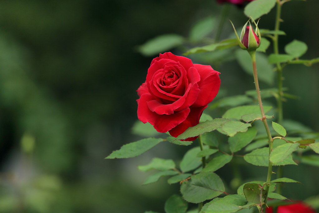 Sự tích hoa hồng đỏ mọc gai nhọn để học cách yêu thương