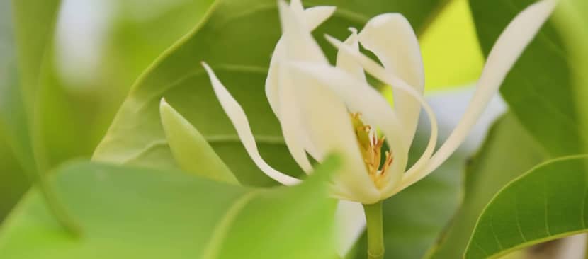 Sự tích hoa ngọc lan được thần sắc đẹp ban tặng hương thơm