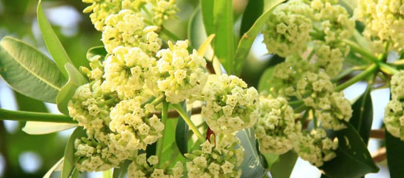 Sự tích hoa sữa một tình yêu đơn phương thầm kín