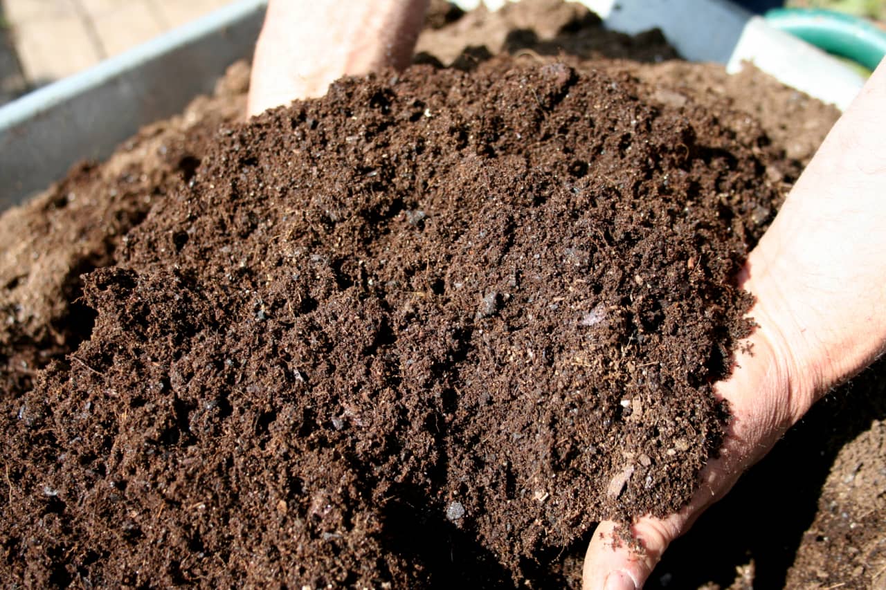 Trộn hỗn hợp đất phù sa và phân giun theo tỷ lệ 50% phân giun (hoặc 50% đất Tribat) với 50% đất phù sa