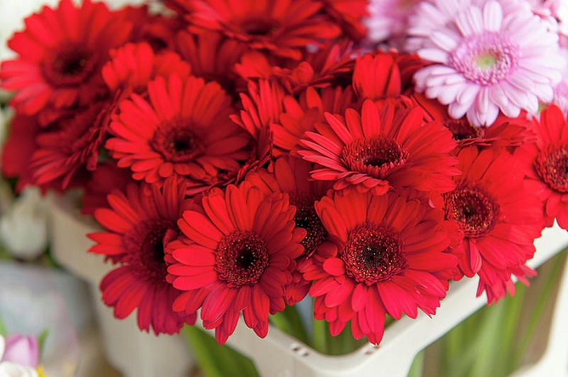 Khám phá 10 loại hoa màu đỏ rực rỡ mang may mắn ngày Tết
