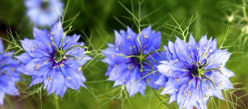 Hoa kim cương (bảo thạch ba tư) Nigella