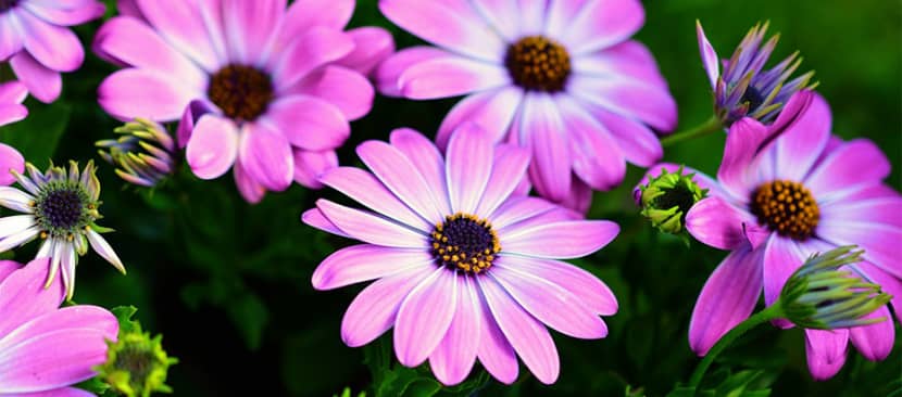Hoa cúc Châu Phi Osteospermum