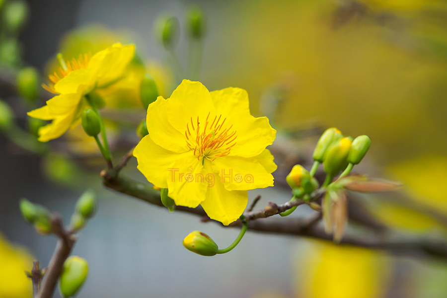 Tìm hiểu đặc điểm hoa mai vàng Ochna integerrima