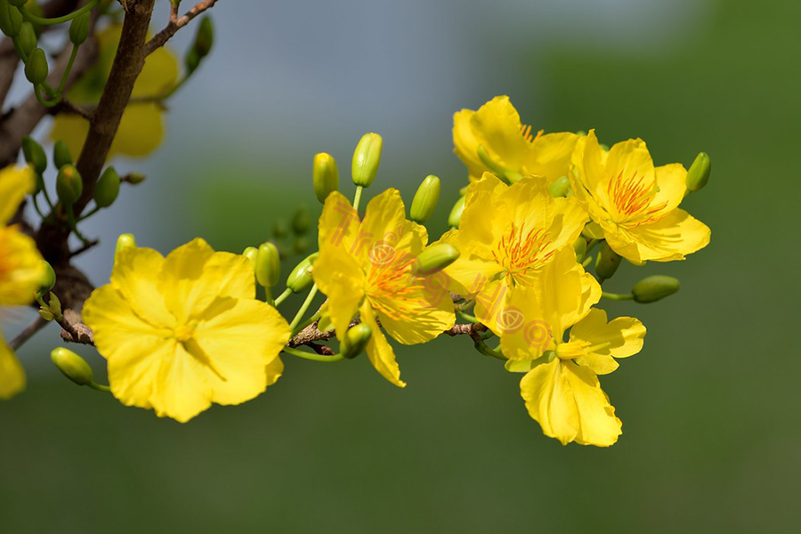 Tìm hiểu đặc điểm hoa mai vàng Ochna integerrima