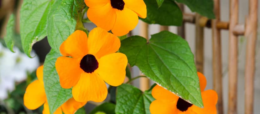 Đặc điểm hoa mắt huyền Thunbergia alata