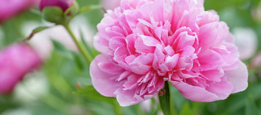 Hoa mẫu đơn Peony - Paeonia suffruticosa
