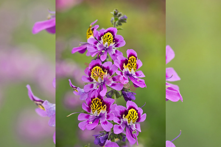 Tìm hiểu về hoa nga điệp Schizanthus