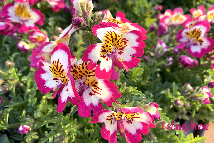 Tìm hiểu về hoa nga điệp Schizanthus