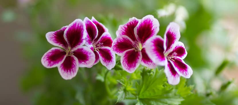 Hoa phong lữ hồng (Thiên trúc quỳ) Pelargonium
