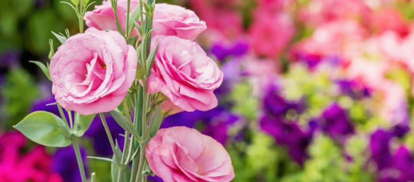 Sự tích hoa cát tường về tình yêu bao la của người mẹ