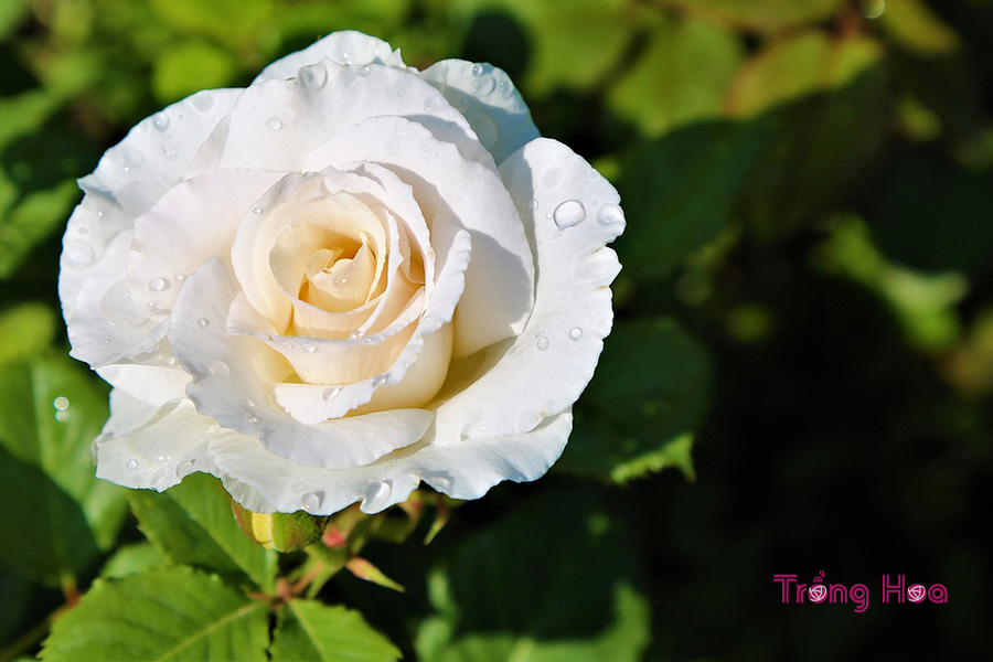Sự tích hoa hồng trắng về một tình yêu vĩnh cửu