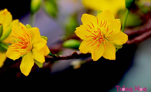 Vì sao người miền Nam lại trưng hoa Mai vàng ngày Tết?